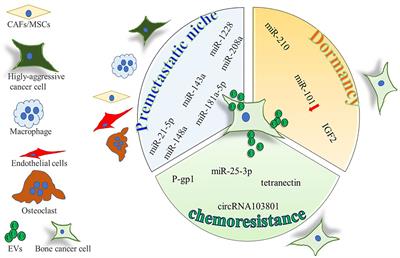 Extracellular Vesicles in Bone Tumors: How to Seed in the Surroundings Molecular Information for Malignant Transformation and Progression